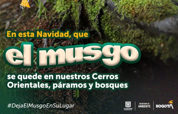 Imagen relacionada con el musgo